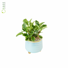 Epipremnum Aureum in Blue ceramic pot