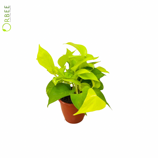 Epipremnum Aureym Neon (Lime)
