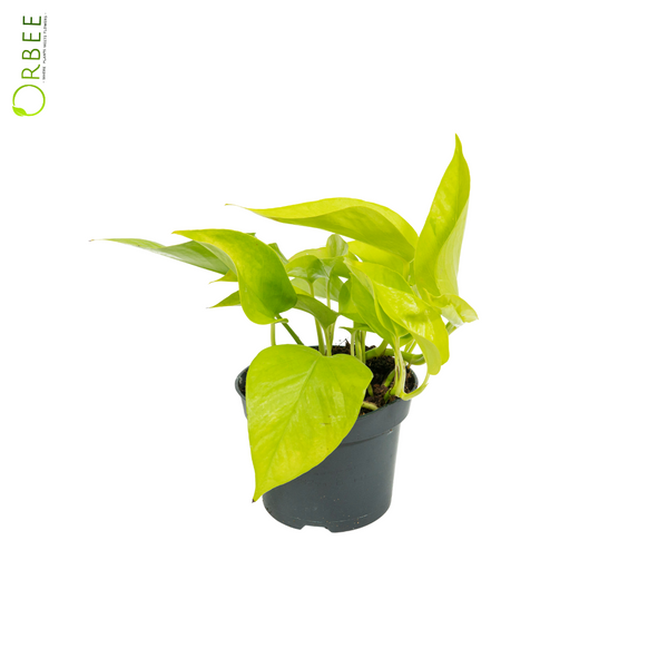 Epipremnum Golden Pothos  orbeeflowers