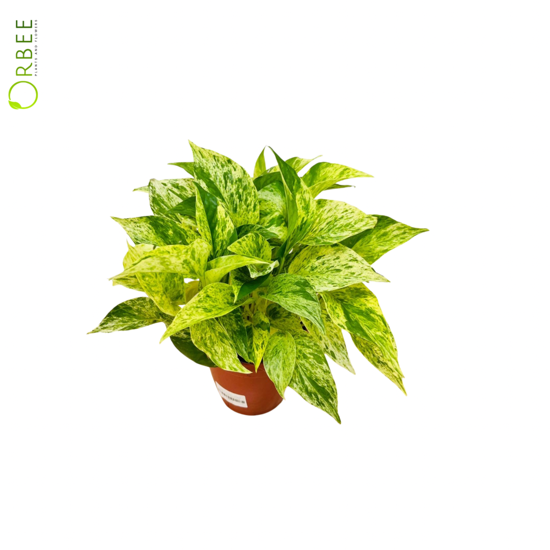 Epipremnum Marble Queen