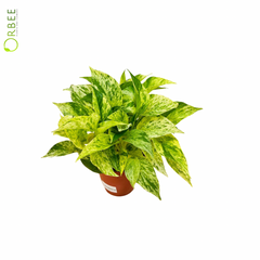 Epipremnum Marble Queen