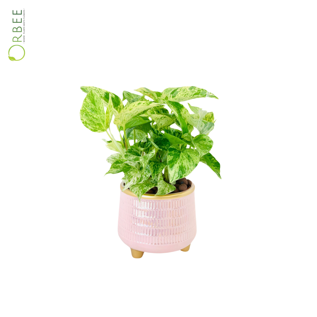 Epipremnum Marble in Pink pot