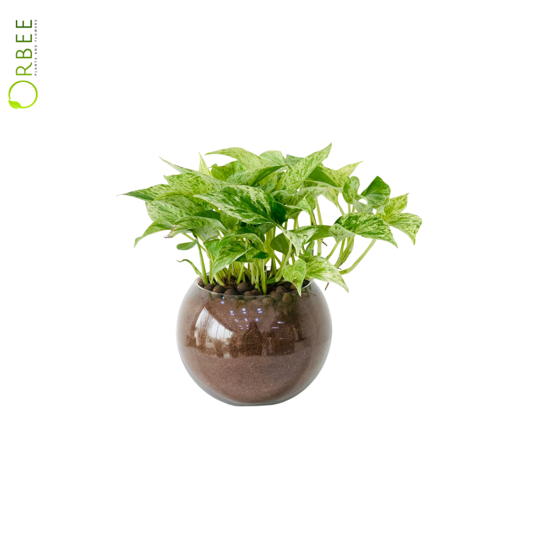 Epipremnum Marble in Glossy Bowl