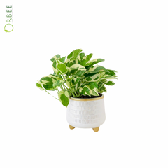 Epipremnum njoy in white pot