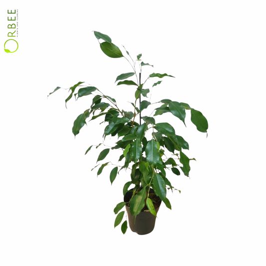 Ficus Benj Danita