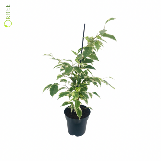 Ficus Benj Mixed
