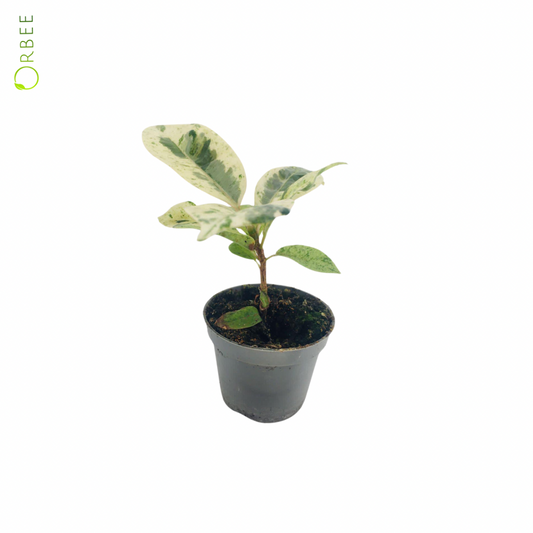 Ficus Elastica Schrijveriana