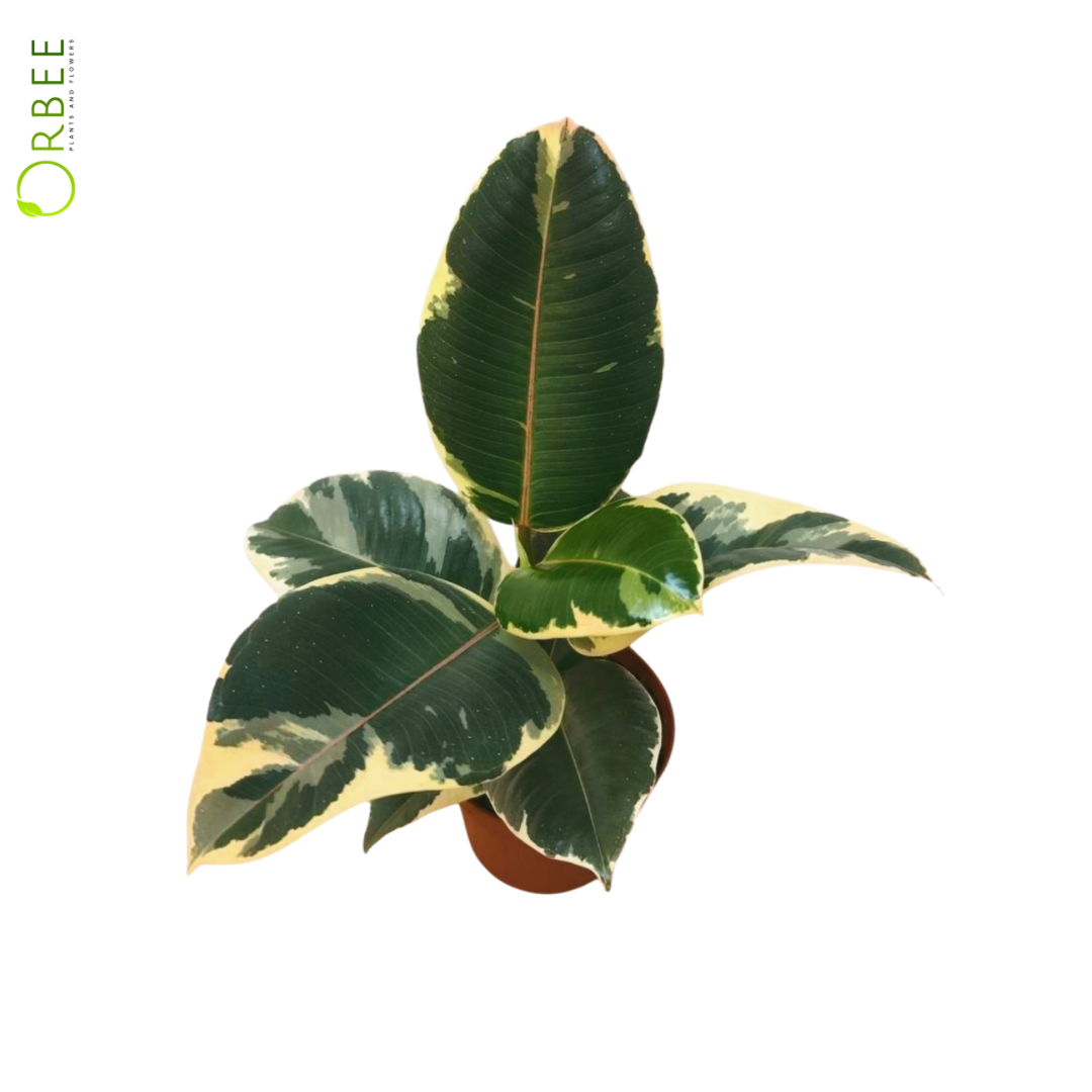 Ficus Elastica Tineke