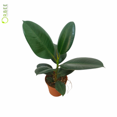 Ficus Elastica