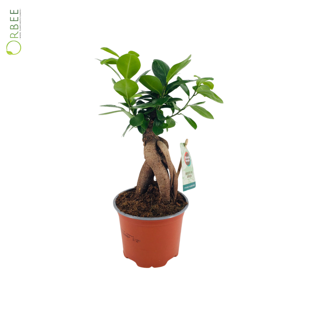 Ficus Ginseng infinity