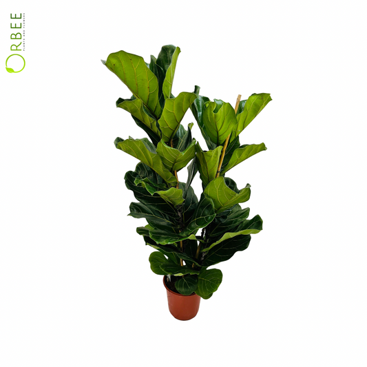 Ficus Lyrata