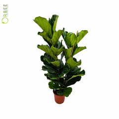 Ficus Lyrata