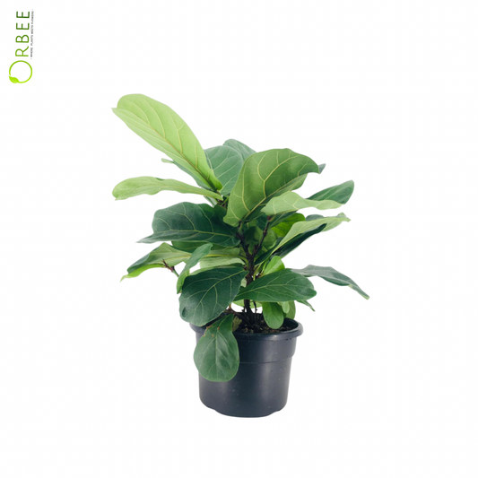 Ficus Lyrata Clumb