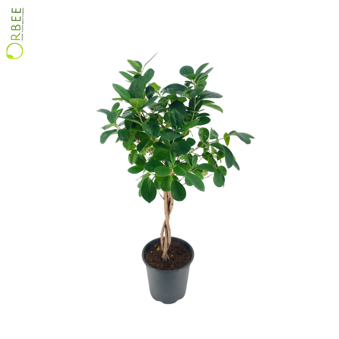 Ficus Microcarpa Ginseng