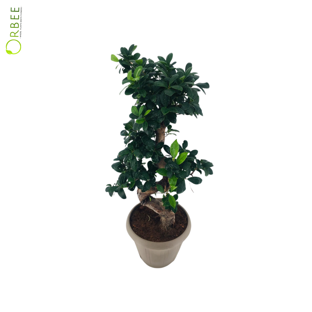 Ficus Microcarpa Ginseng