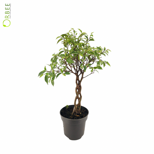 Ficus benj. Nina