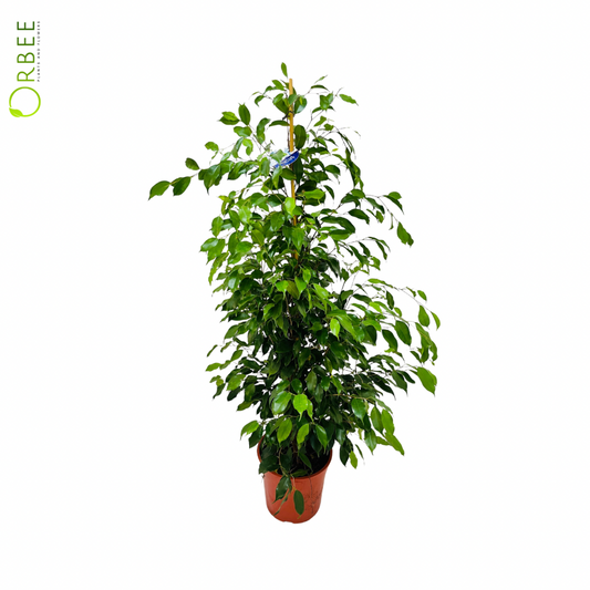 Ficus benj Daniella
