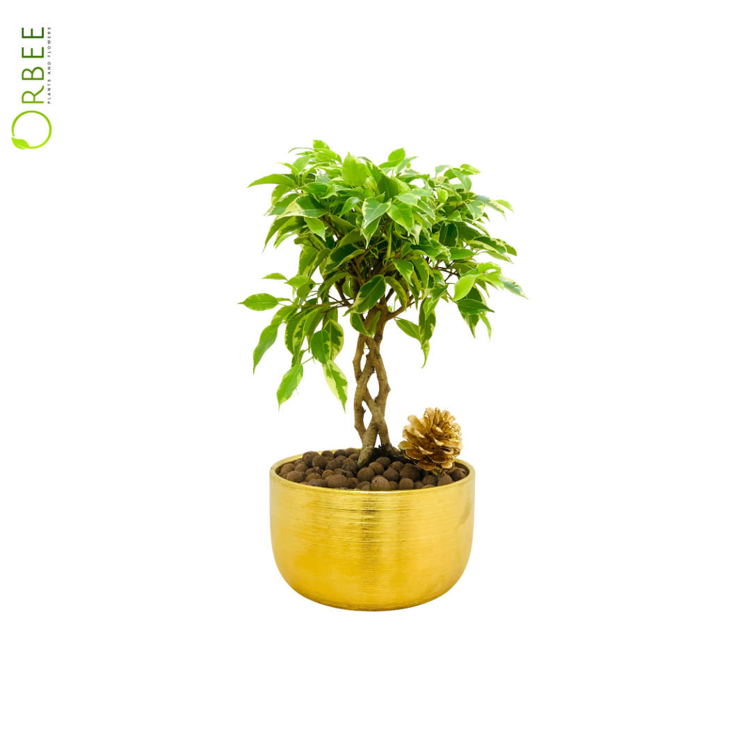 Ficus Benjamina Braided in Luxe Golden Planter