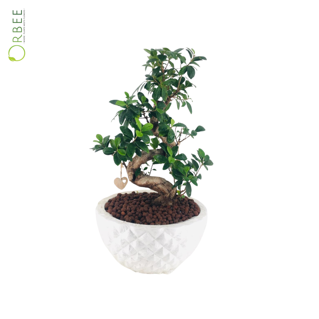 Ficus ginseng With White Fiber Pot