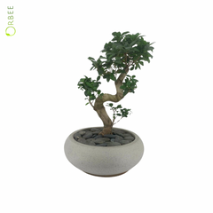 Ficus Ginseng with Round Natural GRC Pot