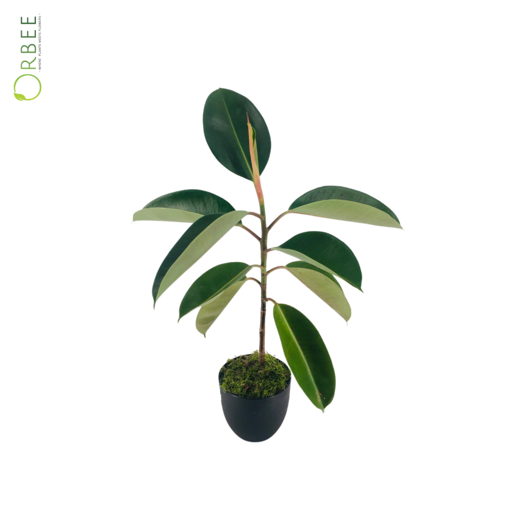 Ficus Green with Black Pot