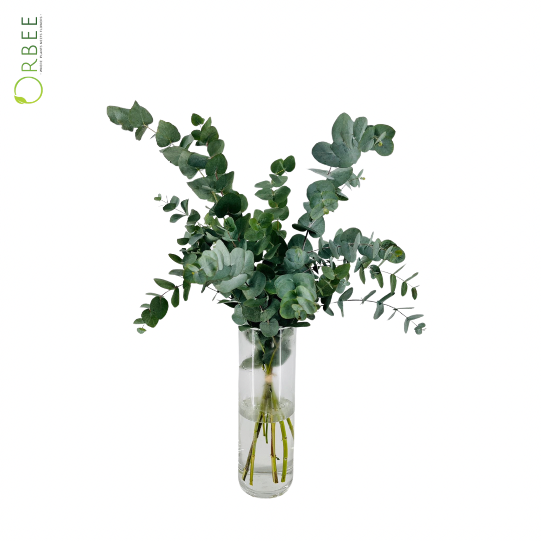 Fresh Eucalyptus Leaf Bunch