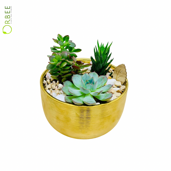 succulent bliss Golden Bliss Succulent Bowl – orbeeflowers