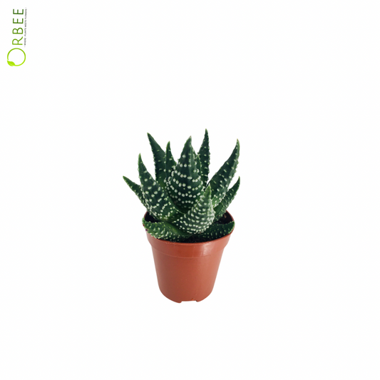 Haworthia Margaritifera