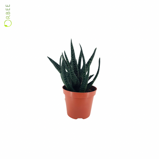 Haworthia Royal Highness