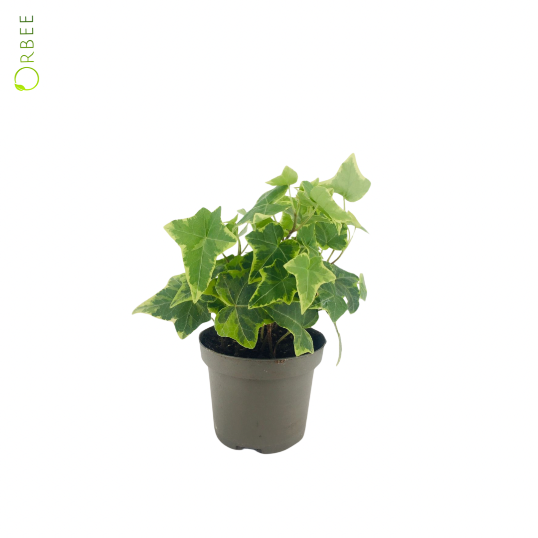 Hedera Helix Gold Child