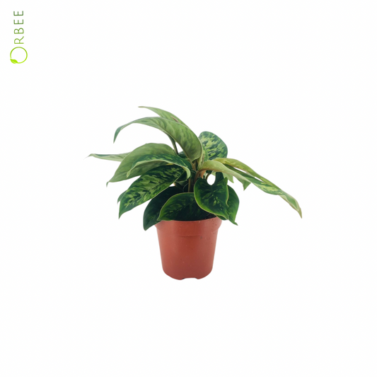 Homalomena Camouflage