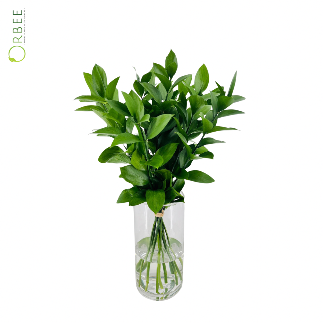 Long Shelf Life Fresh Ruscus leaves