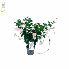 Mandevilla White