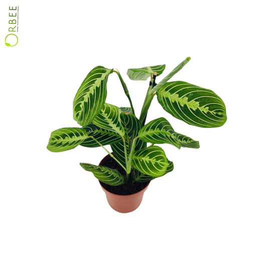 Maranta Leuc. Lemon