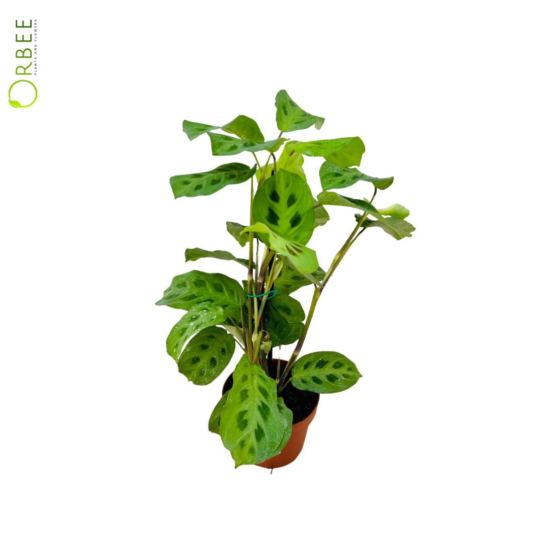 Maranta Leuconeura Mix