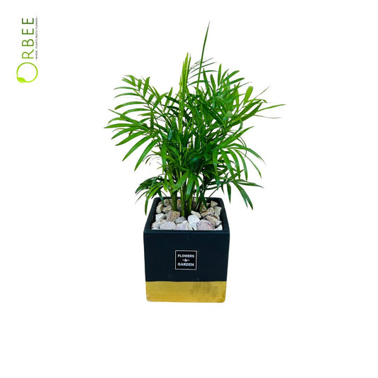 Chamaedorea in Black Gold Pot