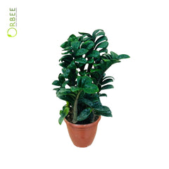 Zamioculcas Zamiifolia “Zenzi”