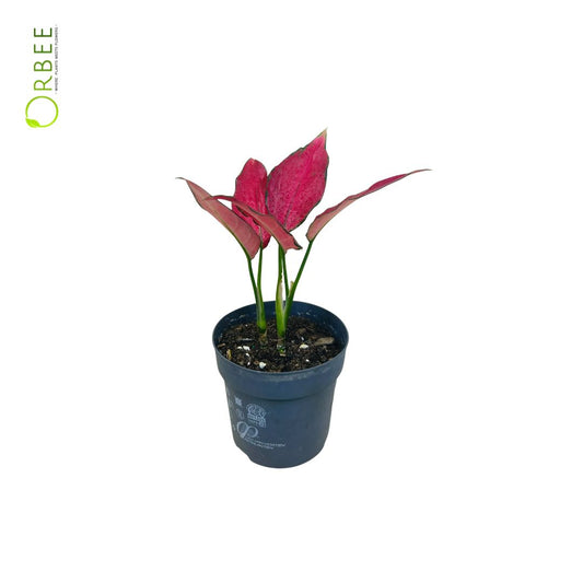 Aglaonema Anjamanee Tropica