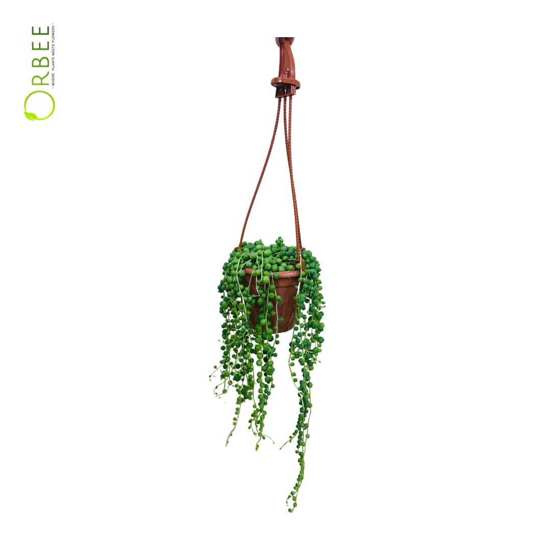 Senecio Rowleyanus “String of Pearls”