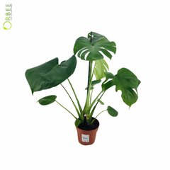 Monstera Deliciosa