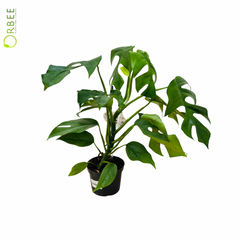 Monstera Minima Comp