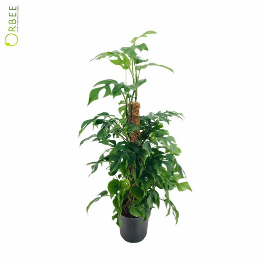 Monstera Piccolo