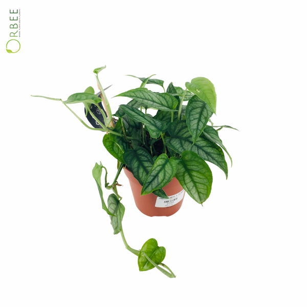 Monstera Siltepecana – orbeeflowers