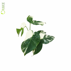 Monstera Variegata (Hoog bont)