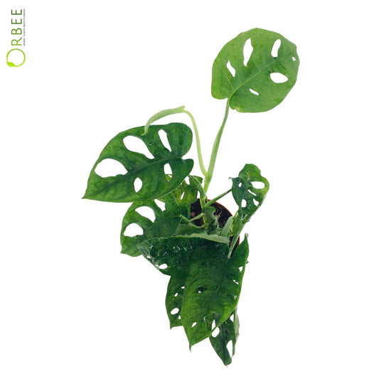 Monstera obliqua