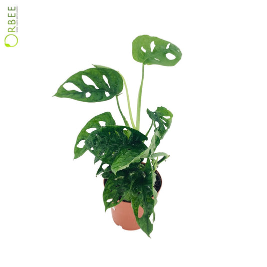Monstera obliqua