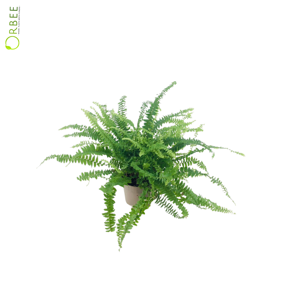 Nephrolepis Green Lady