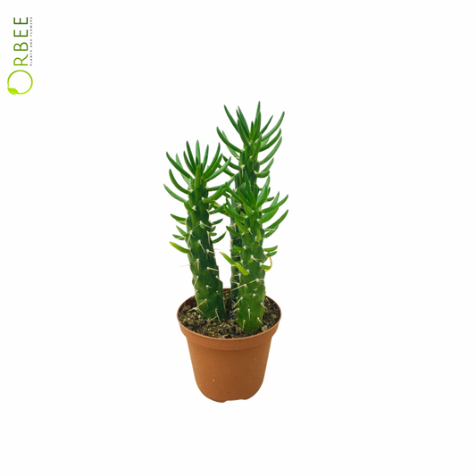 Opuntia