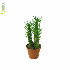 Opuntia