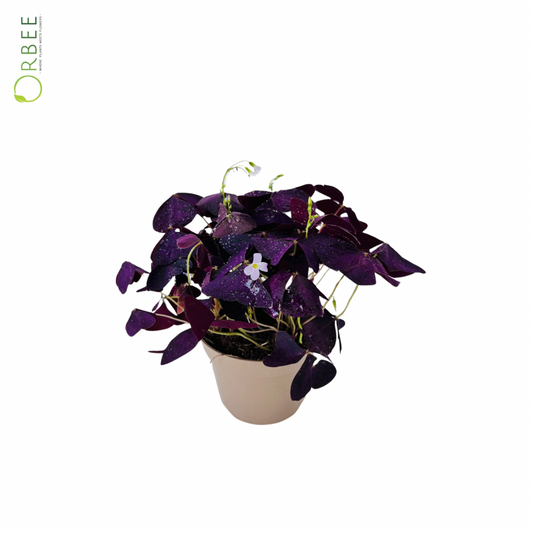Oxalis Ikigai Mijke